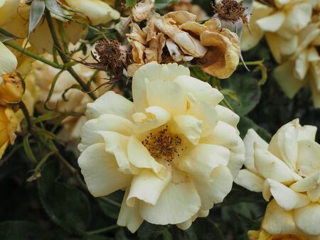 roses in spring in Madrid's parksの写真素材