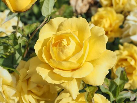 roses in spring in Madrid's parksの写真素材