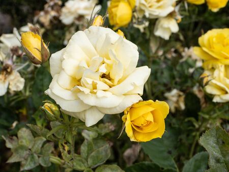 roses in spring in Madrid's parksの写真素材