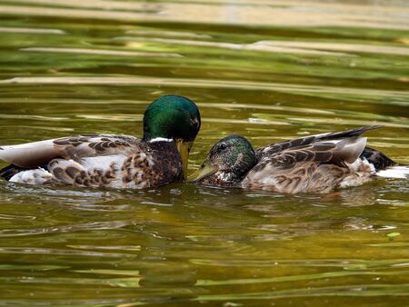 duck couple in a pond in a Madrid parkの写真素材