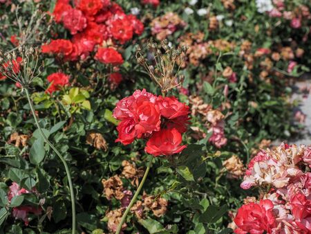 roses in spring in Madrid's parksの写真素材