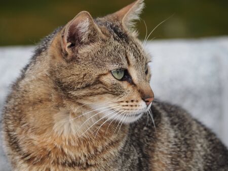 cats living in freedom in the parks of Madridの写真素材