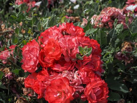 roses in spring in Madrid's parksの写真素材