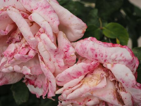 roses in spring in Madrid's parksの写真素材