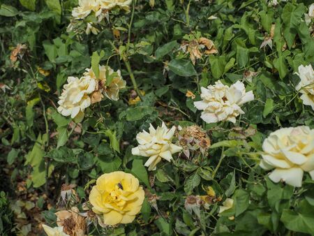 roses in spring in Madrid's parksの写真素材