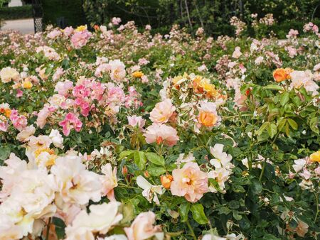 ose garden in spring at the Retiro public park in Madridの写真素材