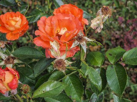 roses in spring in Madrid's parksの写真素材