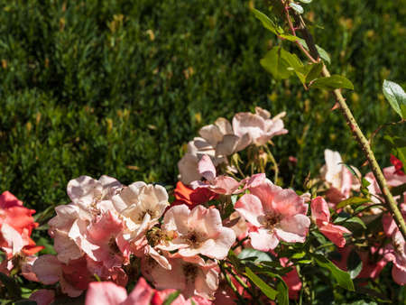 red summer flowers in Segovia gardensの写真素材