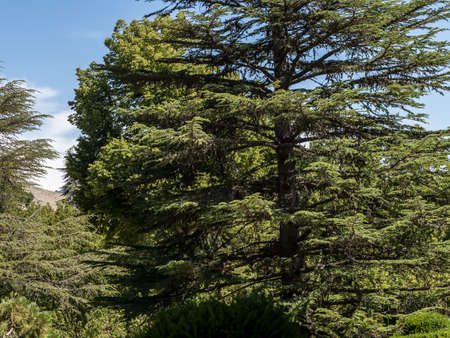 trees over 300 years old in the gardens of Segoviaの写真素材