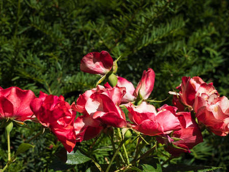 red summer flowers in Segovia gardensの写真素材