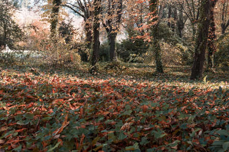 gardens of madrid with autumn colorsの写真素材