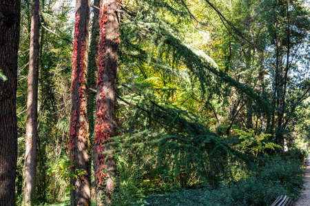 gardens of madrid with autumn colorsの写真素材