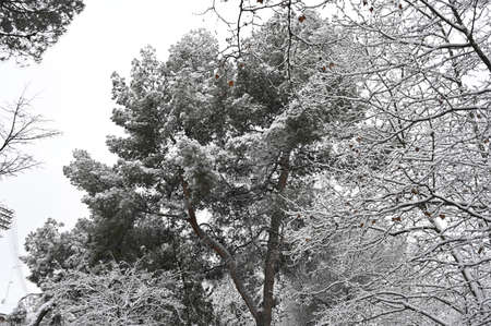 Winter and snow in Madrid streetの写真素材
