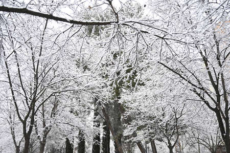 Winter and snow in Madrid streetの写真素材