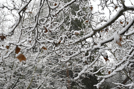 Winter and snow in Madrid streetの写真素材