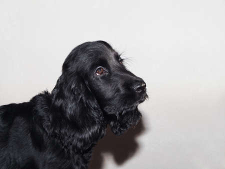dog, cocker puppy five months oldの写真素材
