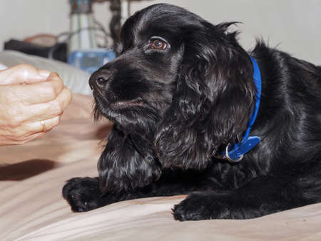 dog, cocker puppy five months oldの写真素材