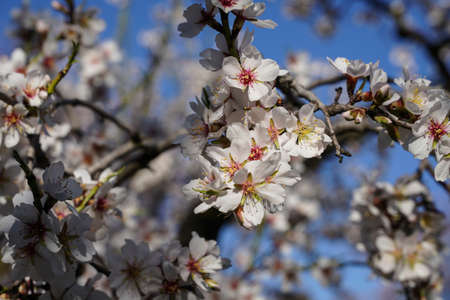 Almond trees in bloom parks anticipation of spring, in public parks in Madridの写真素材
