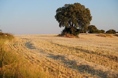cereal fields in summer, province Guadalajara,Spainの写真素材
