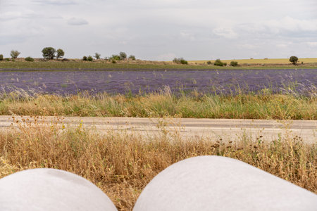Lavender fields bloom in summer in Guadalajara, Spainの写真素材