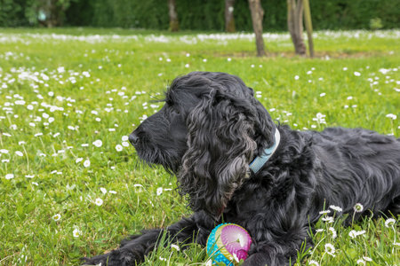 cocker spaniel lying on the grass with a ball