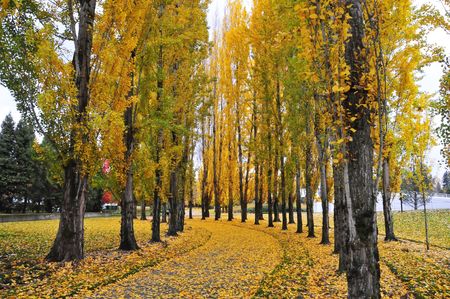 Fall trees in yellow from greenの写真素材