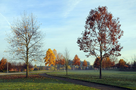Autumn park