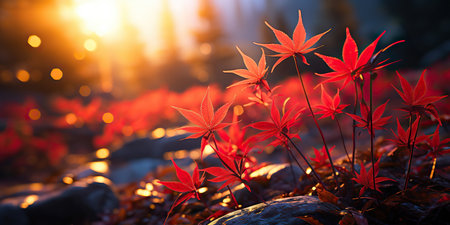 Golden Hour Glory: Autumn Leaves at Sunsetの素材