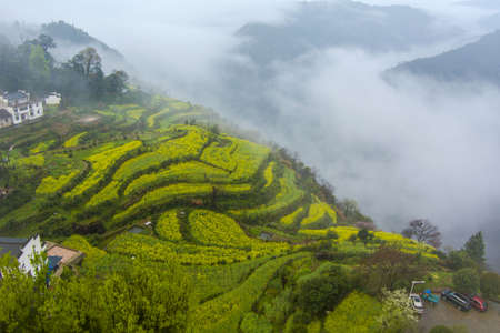 Aerial view of green tea field and fog in the morning.の写真素材