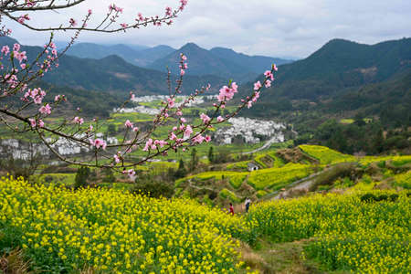 Peach blossom and flower field in spring, Chiang Mai, Thailandの写真素材