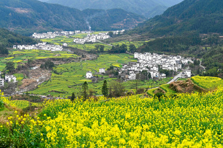View of the village and rapeseed field in Yunnan, China