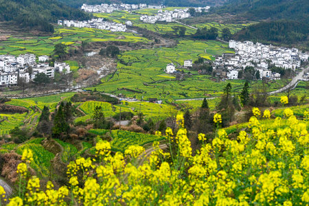 Rapeseed field and village in China.