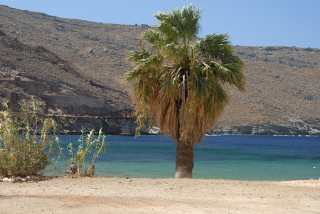 The small beach with large palm in large Livadi in Serifosの写真素材