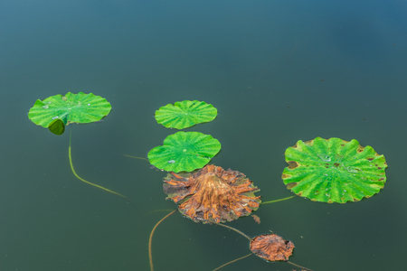 Lotus leaf in autumn pondの写真素材