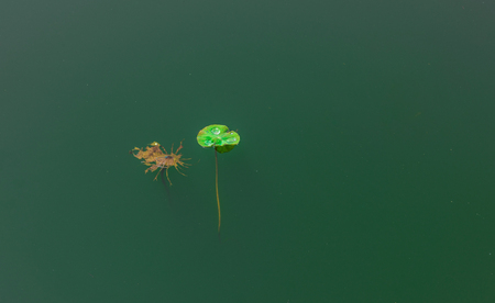 Lotus leaf in autumn pondの写真素材