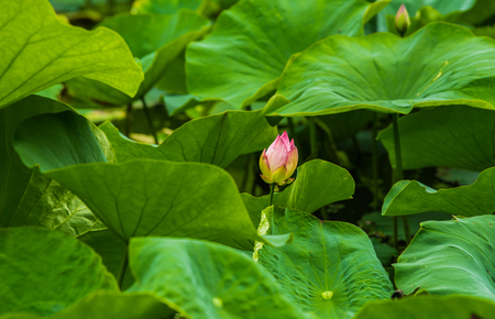Lotus in pondの写真素材