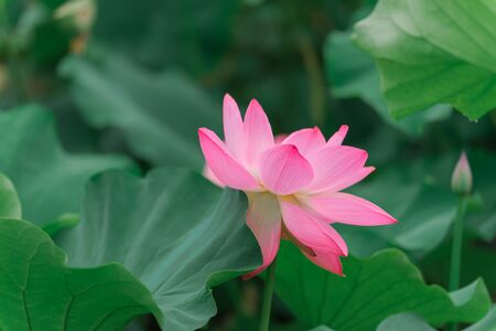 Lotus bloom in the pondの写真素材