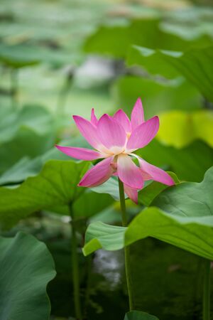 Lotus bloom in the pondの写真素材