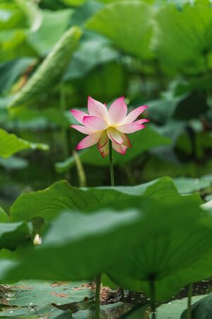 Lotus bloom in the pondの写真素材