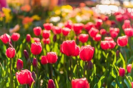 Spring blooming red tulipsの写真素材