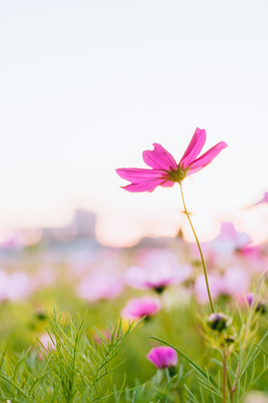 Purple, Purple flowersの写真素材