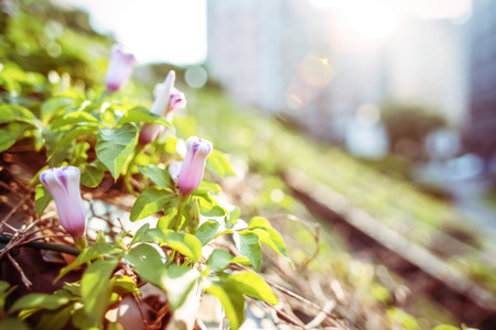 Plants, plantの写真素材