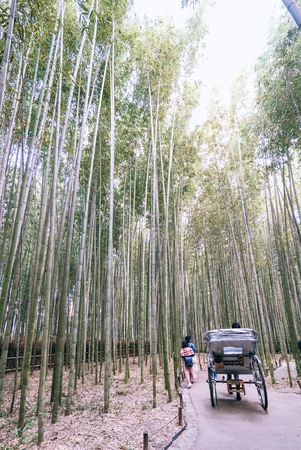 Kyoto bamboo forestの写真素材