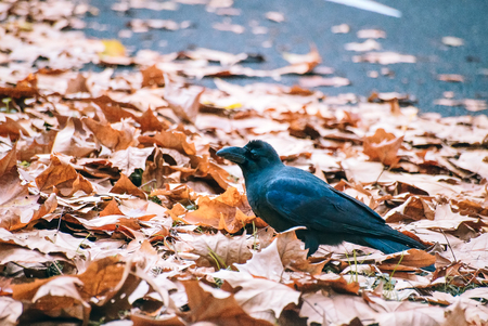 Crows, wild animals, fallen leaves, birds, Crows, wild animals, fallen leavesの写真素材