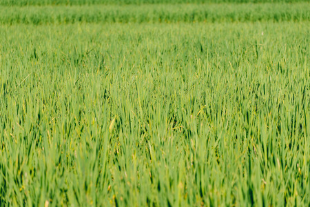 Paddy field, straw, field, paddy fields, straw, fieldの写真素材