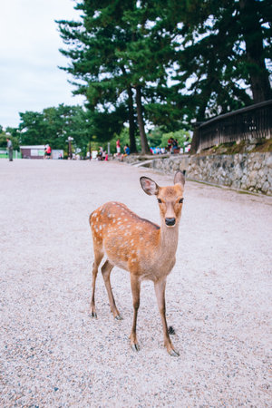 deerの写真素材