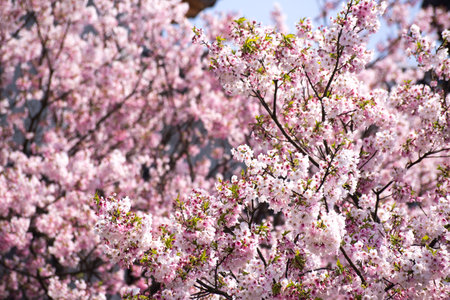 Cherry blossom  sakura
