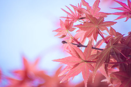 Red maple leaves in autumn season with sky blurred background, taken from Japan.の写真素材