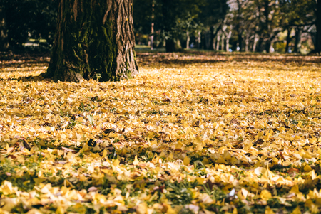 Autumn ginkgo tree tunnels in Showa Memorial parkの写真素材