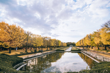 Autumn ginkgo tree tunnels in Showa Memorial park